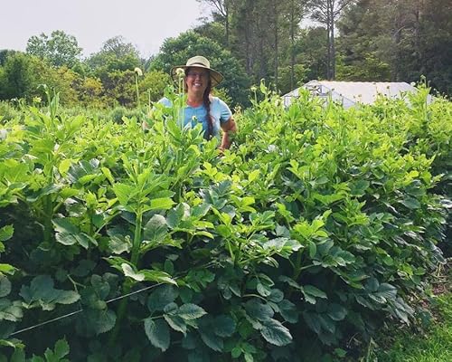 Episode 46: Overwintering Dahlias in the Ground, Zones 5 and Warmer