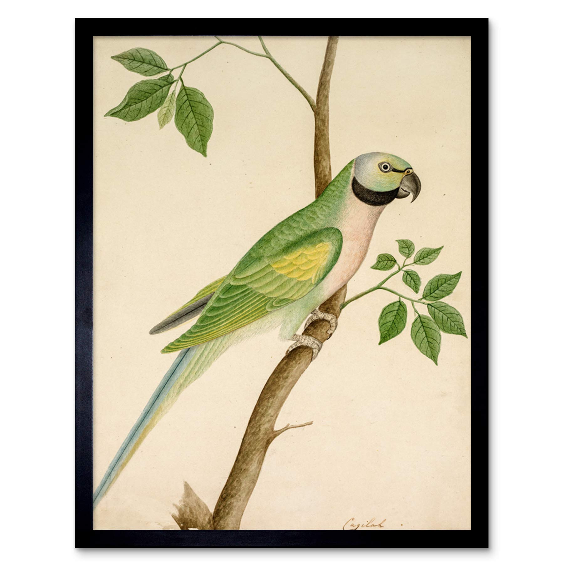 Artery8 Framed Black 12X16 Green Parrot Watercolour India 19Th Century Art Print Framed Poster Wall Decor 12X16 Inch