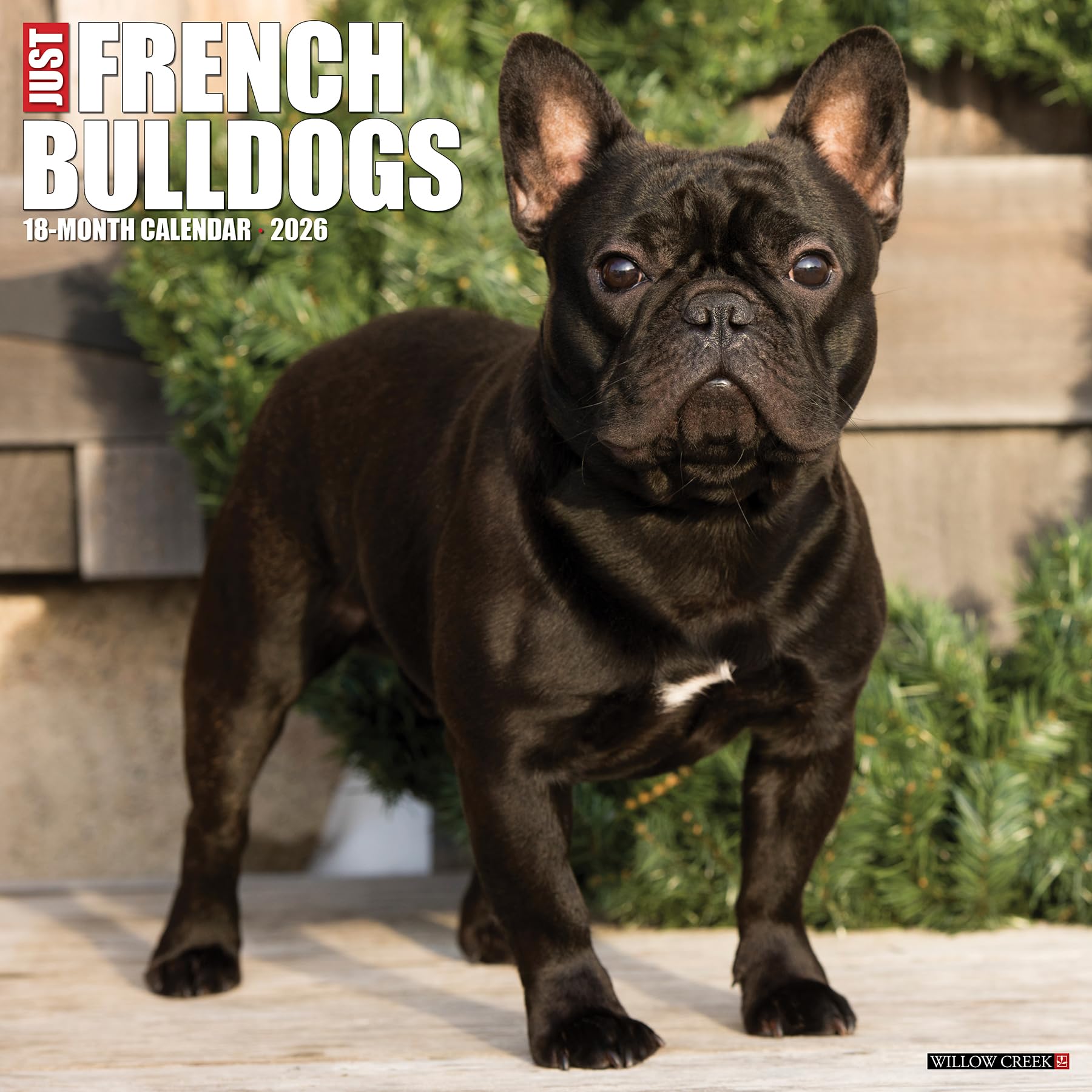 French Bulldogs 2026 12 X 12 Wall Calendar