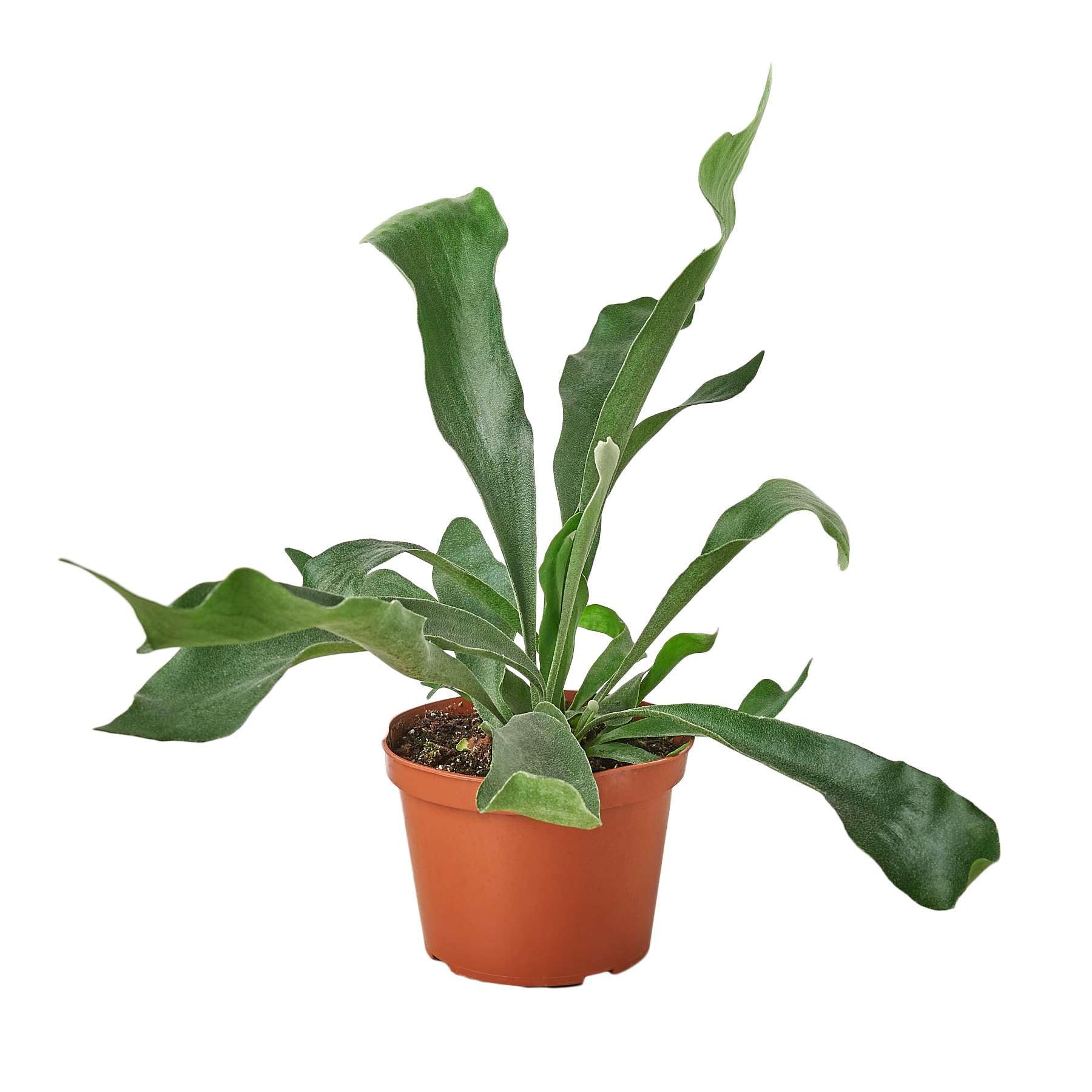 Thirsty Leaves Staghorn Fern