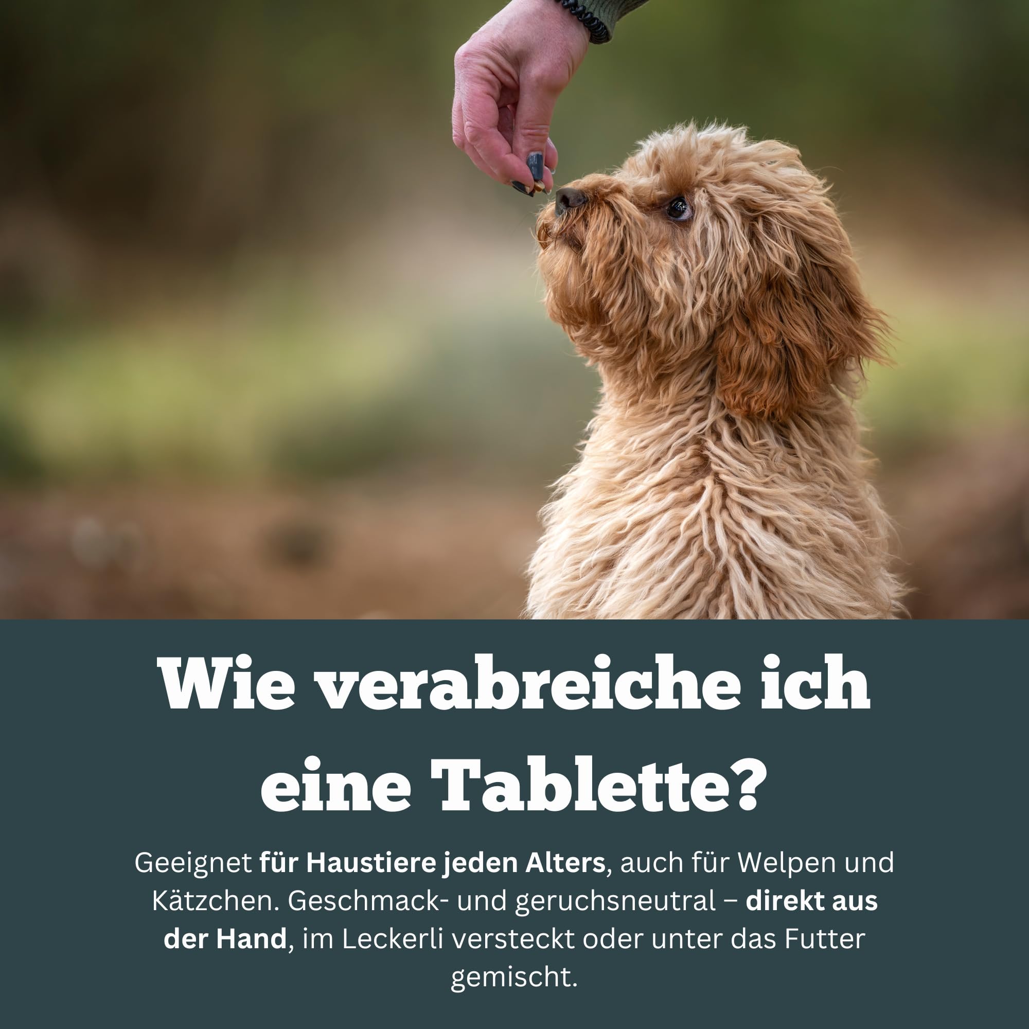 Obesitas Stop Dog - Suplement diety dla osób z nadwagą i odchudzaniem - 90 tabletek po 1000 mg