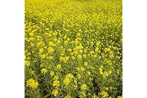 Outsidepride 5 lbs Annual White Mustard Cover Crops