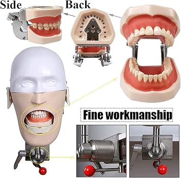 Teaching Model,Dental Phantom Head Model, Dental Simulator, Manikin Head Simulator Unit Manikin Phantom Teeth Model for Teaching Practice