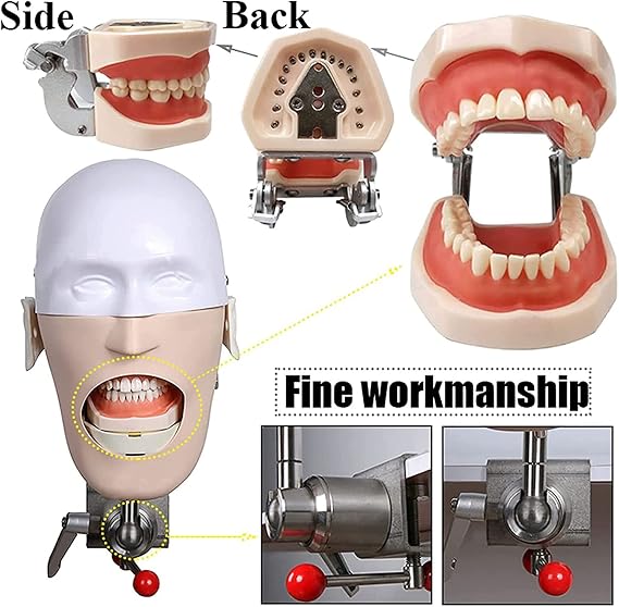 Teaching Model,Dental Phantom Head Model, Dental Simulator, Manikin Head Simulator Unit Manikin Phantom Teeth Model for Teaching Practice