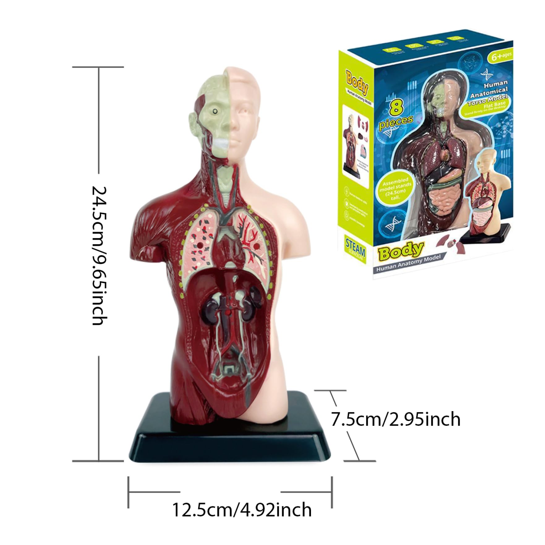 Model ciała człowieka dla dzieci, realistyczna zabawka anatomiczna 9,6 cala z 6 wyjmowanymi częściami organów, interaktywna zabawka edukacyjna dla dzieci w wieku 6+ lat