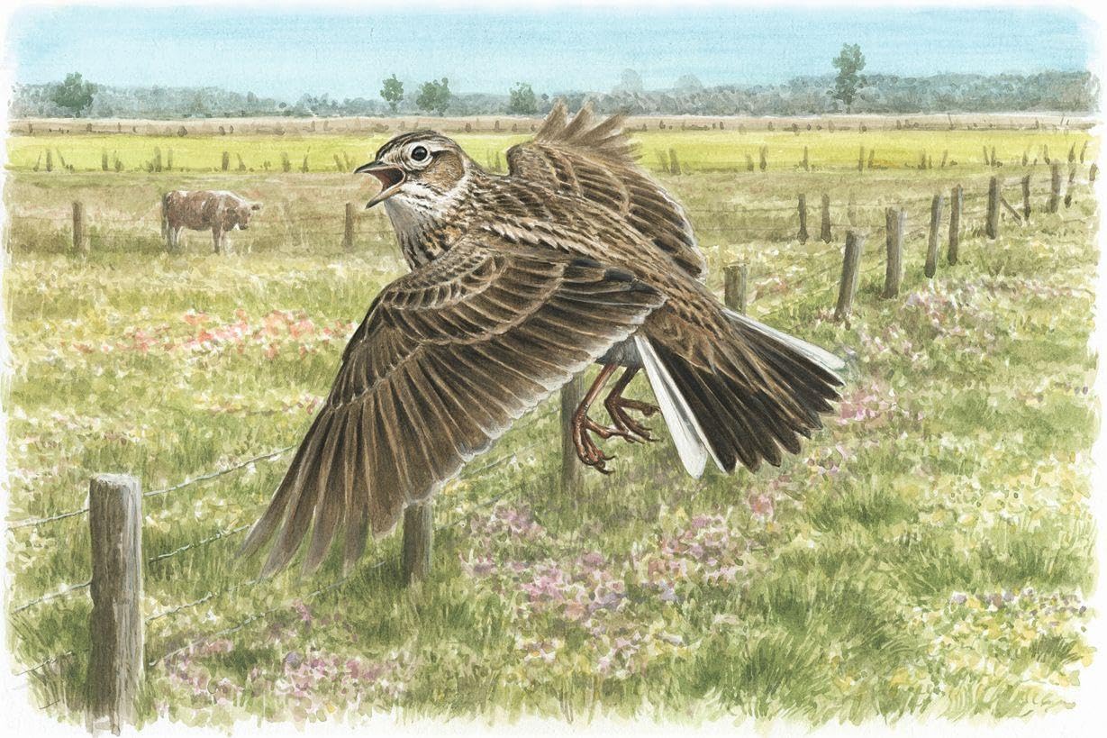 Atlas Deutscher Brutvogelarten (ADEBAR): Atlas of German Breeding Birds