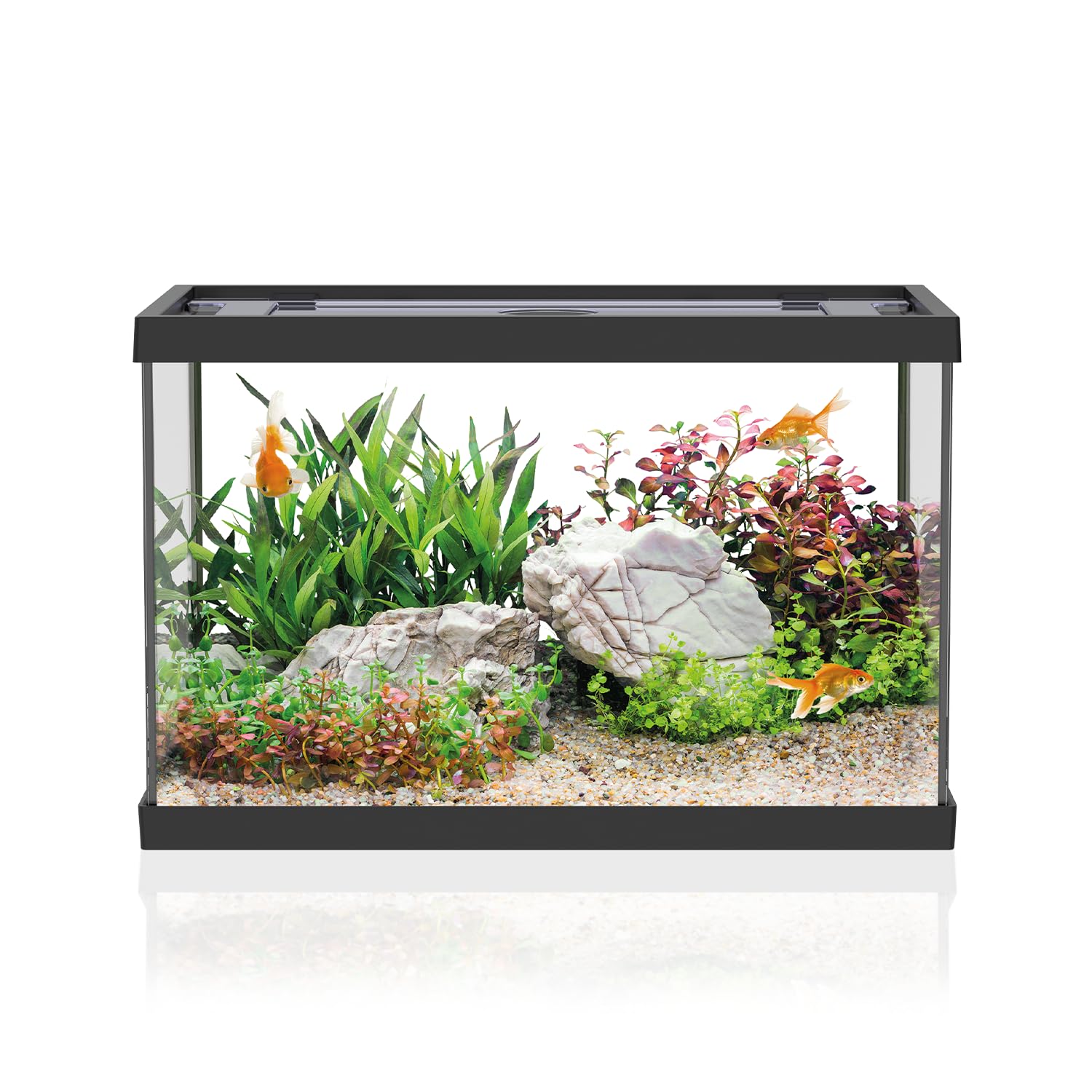 AQPET One Mini akwarium z czarnego szkła, 20 l, kompletny zestaw akwarium z filtrem wewnętrznym, piaskiem, rośliną dekoracyjną i tłem – eleganckie wzornictwo 36 x 22 x 26 cm, idealny dla