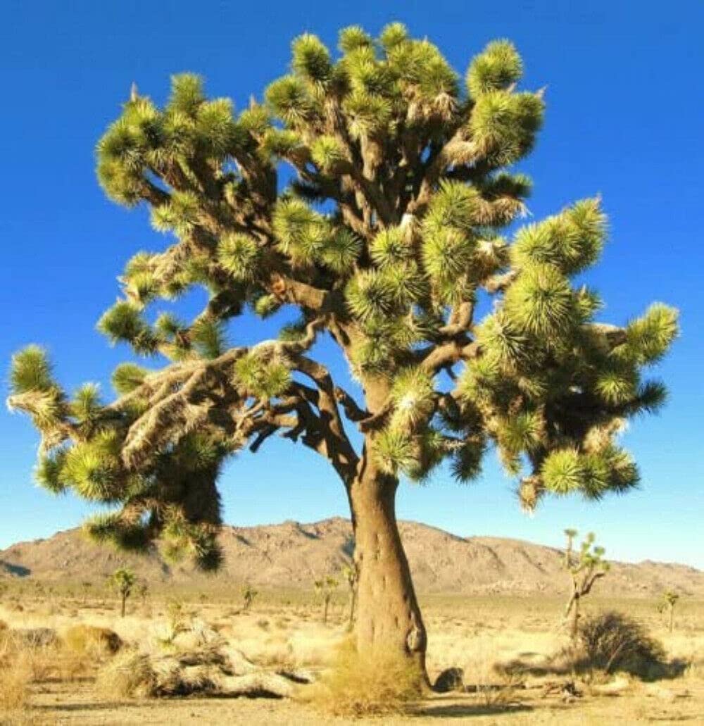 Yucca Brevifolia Joshua Tree Hardy Tree Yucca 5 Fresh Seeds