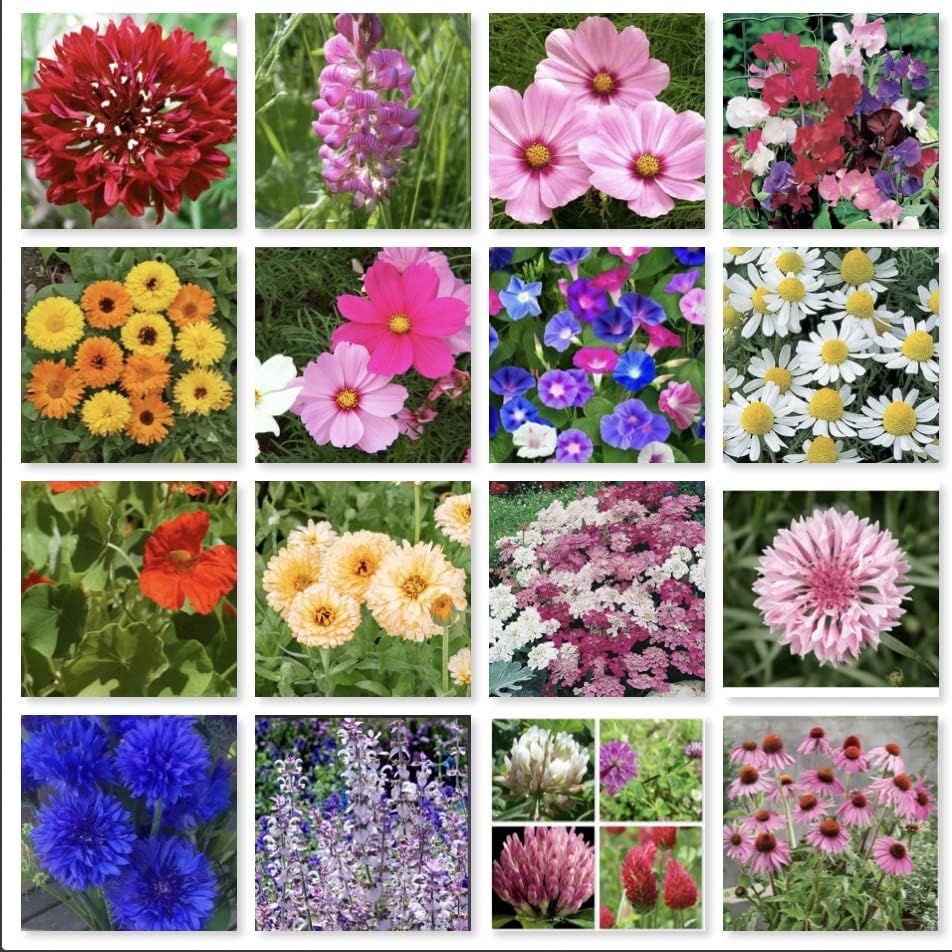 Wild Flower Pure Seeds Mix of 16 Flower in one Bag with no Grass in The Mix, All Organic Fresh Seeds to Grow in Garden, Farm, School or Balcony (250g)