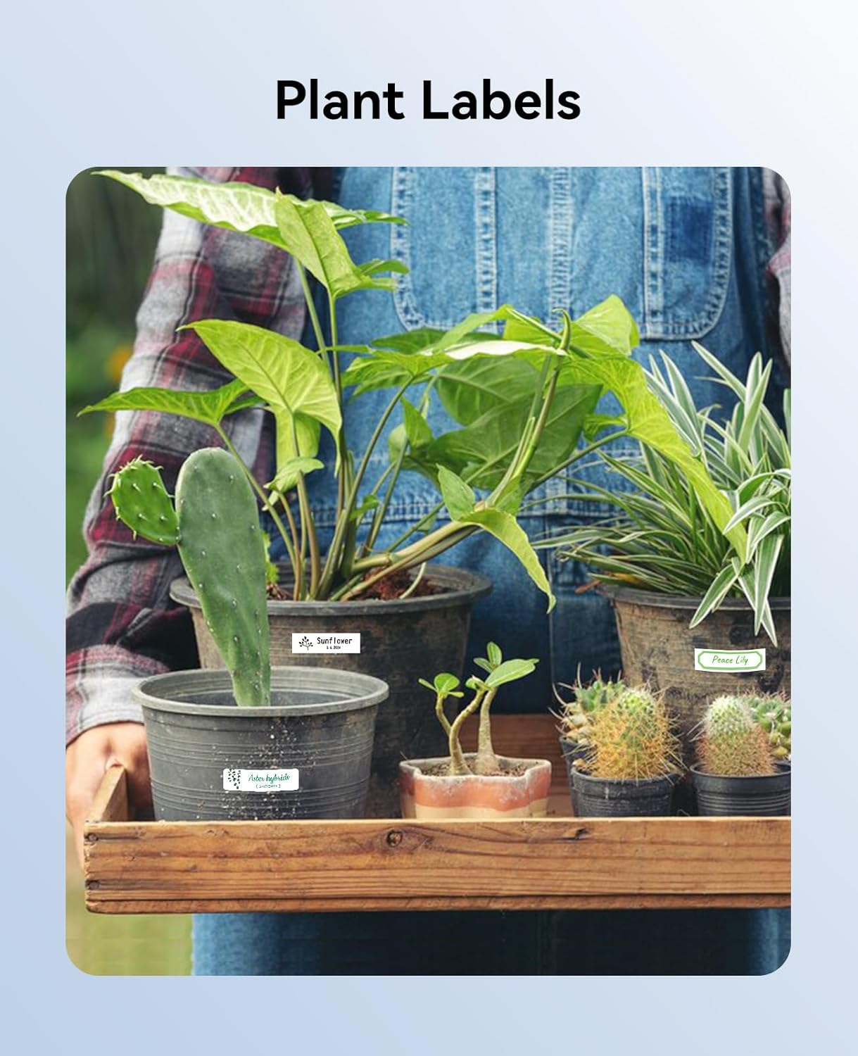 Plant labels on various potted plants, demonstrating outdoor use.