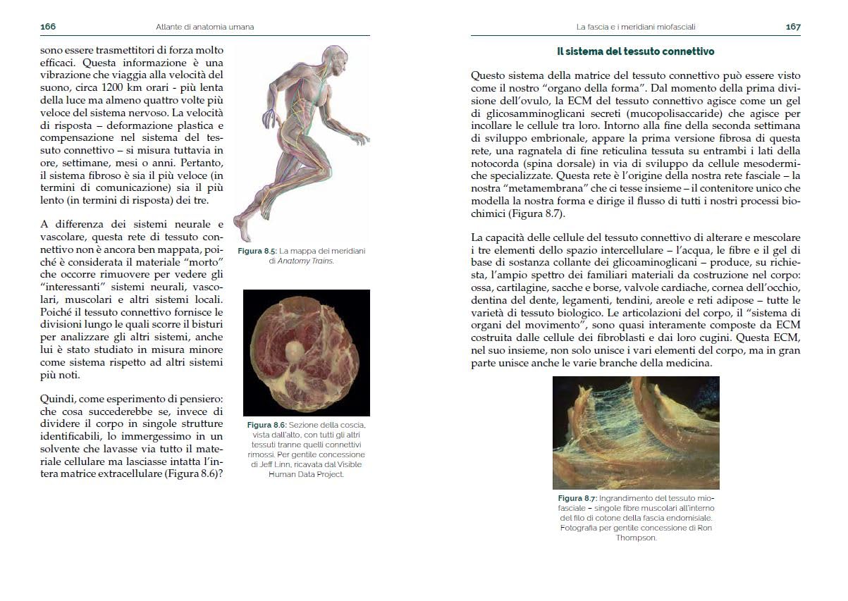 Atlante di anatomia umana. Guida pratica illustrata. Ediz. a colori
