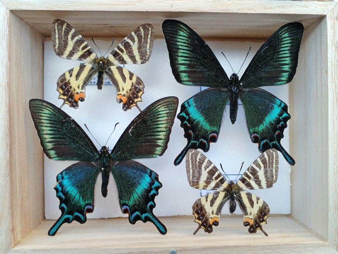 クラウディアミイロタテハ 蝶標本 K <1109z昆虫標本・蝶> ルーゲンスミ