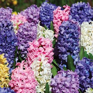 Hyacinth Bulbs Hardy Indoor Plant, T&M Mixture with Fragrant Flowers of Many Colours, Supplied as 8 x Hyacinth T&M Mix Bulbs by Thompson & Morgan