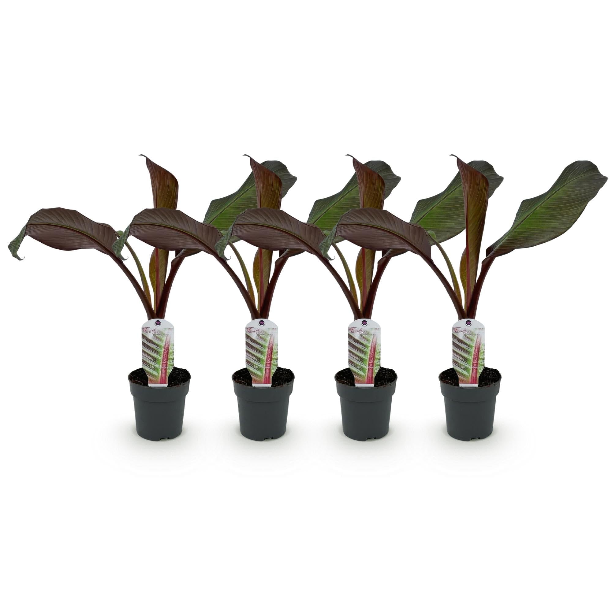GreenboutiQ - Plante fruitière - Plante à bananes - Ensete ventricosum Maurelli - Résistante à l'hiver - 4 plantes - Pot 12cm Hauteur 30cm