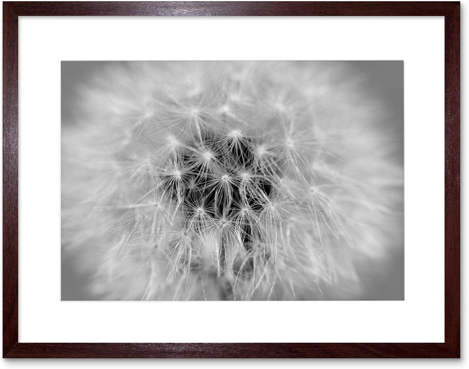 PHOTO BLACK WHITE DANDELION SEEDS FRAMED PRINT F12X2822