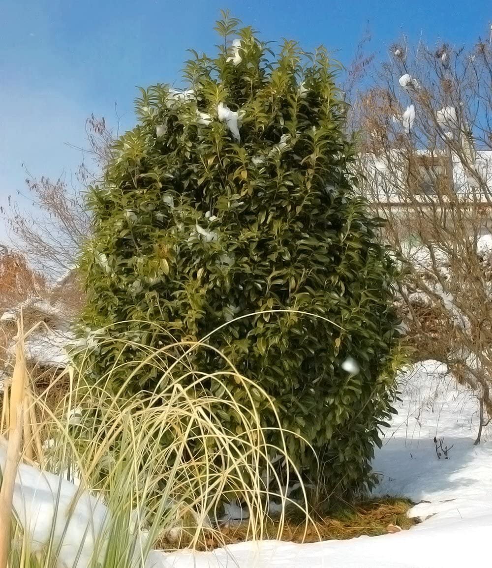 japanese andromeda plant Pieris japonica 'Dorothy Wycoff' main image 1
