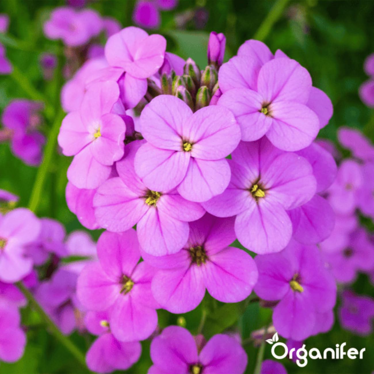 Poster Veldbloemen en vlinders Nr. f33668 kopen