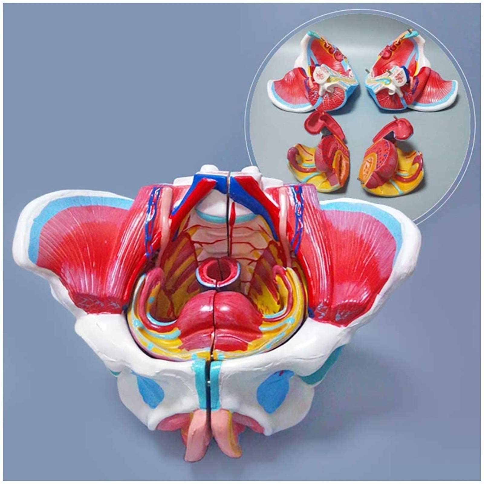 Model Anatomiczny, Kobiecy Model Miednicy, Model Miednicy Z Naczyniami Rozrodczymi I Macicą, Model Anatomiczny Mięśni Miednicy Z Dnem Miednicy
