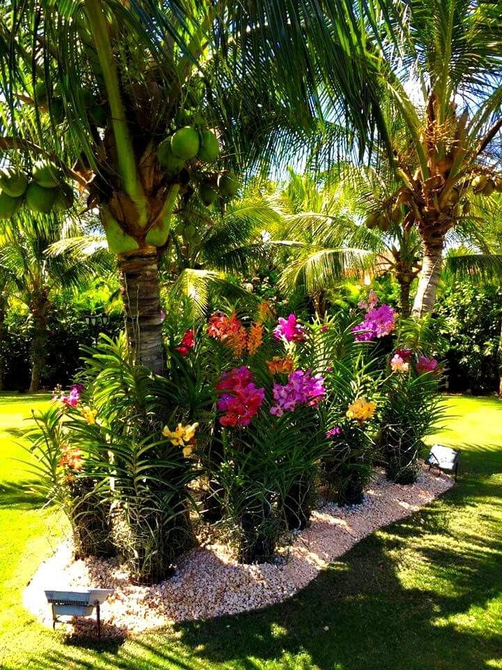 Live ORCHID Flower Plant - (Pack of 5) Mixed Color's, Air Purification Natural Decorative plant, Without Pot, Beautiful Looking Plants-image-28
