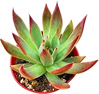 Vista 33 de Cotyledon Pendens de 4 pulgadas, suculenta viva completamente enraizada en macetas con mezcla de tierra, planta doméstica rara para la decoración