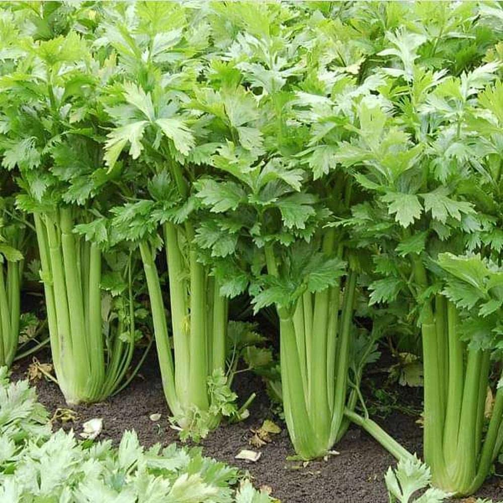 Aero Seeds Celery 100 Seeds (B0989Z5KLC) Amazon Price History, Amazon Price Tracker