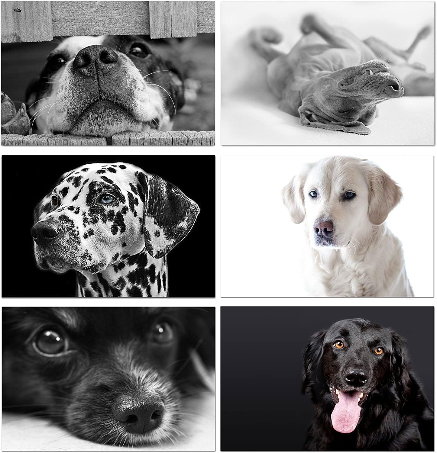 Dog Note Cards 12 Count - Blank Inside with Envelopes - A2 Size 5.5 x 4.25 - All Occasions - Birthday, Thank You, and More