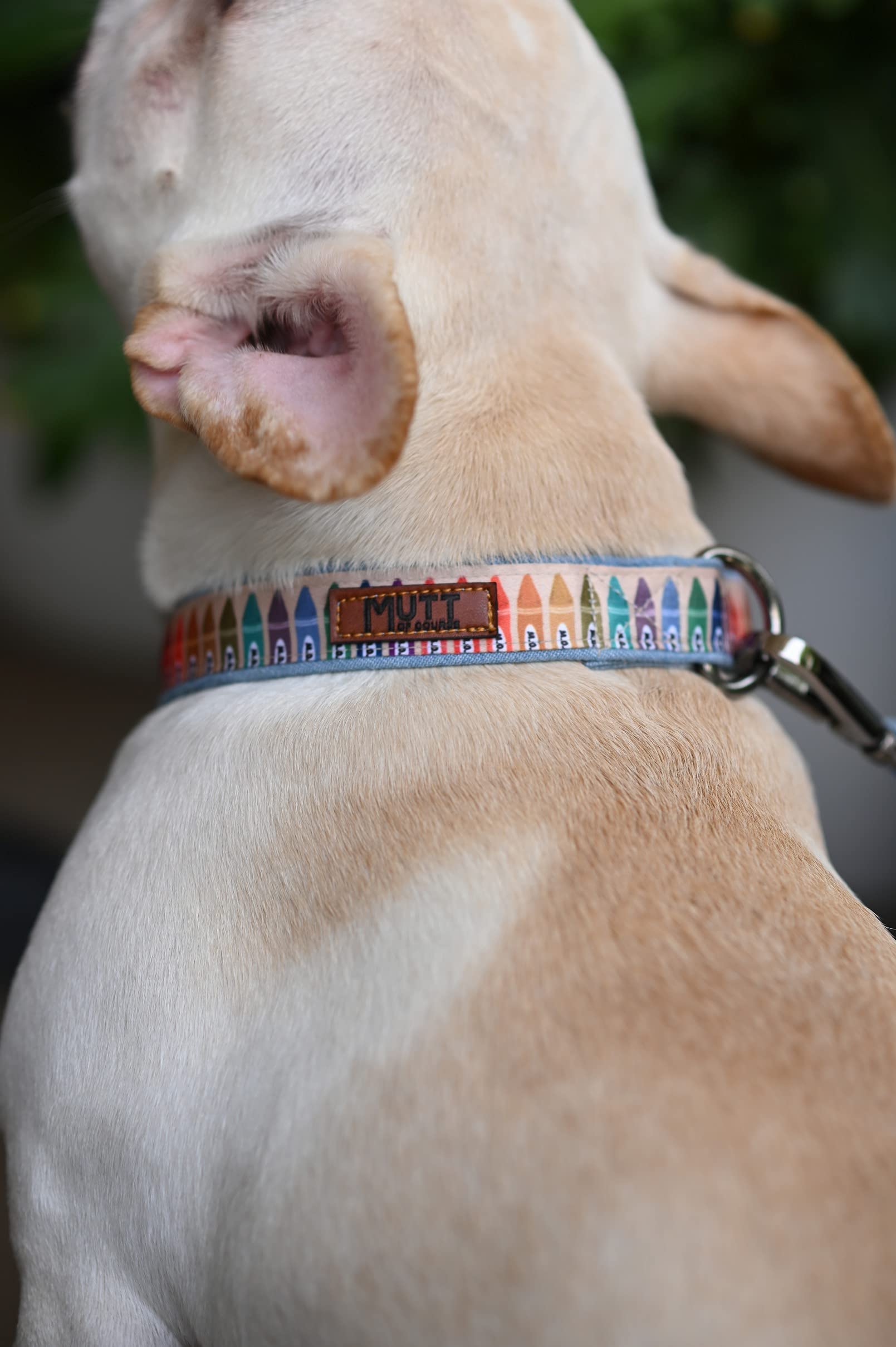 Mutt of Course Dog Collar and Leash Combo (Medium, Woofy Colours) (B09B59DV1H) Amazon Price History, Amazon Price Tracker