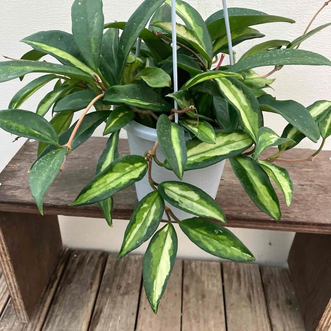 観葉植物 ホヤ カルノーサ エキゾチカ 吊り鉢