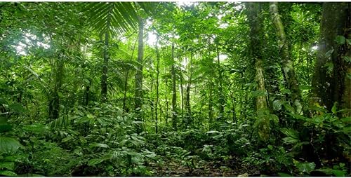 AWERT 36x18 inches Terrarium Background Tropical Aquarium Background Green Huge Tree Rainforest Reptile Habitat Background