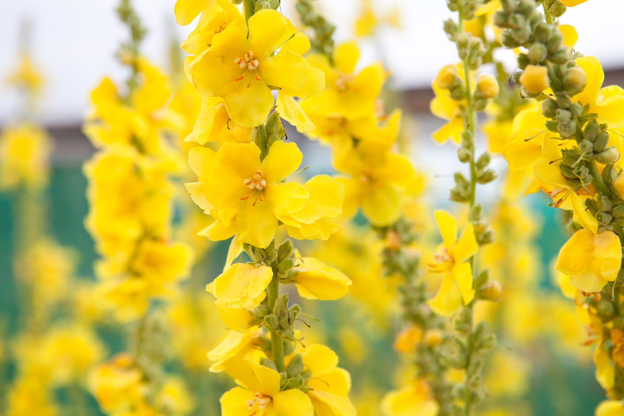 Verbascum thapsus| Great Mullein | 6 Plug Plants | Wildflower