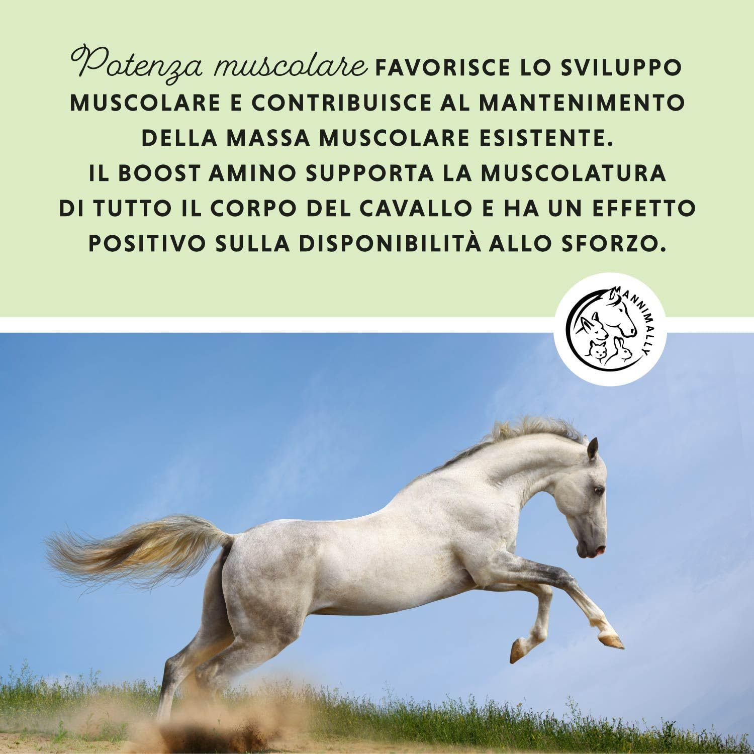 Polvere per lo sviluppo muscolare per cavalli da 700g con proteine della soia, lisina, carnitina, treonina, metionina - Integratore aminoacidico per il rafforzamento della muscolatura nei cavalli