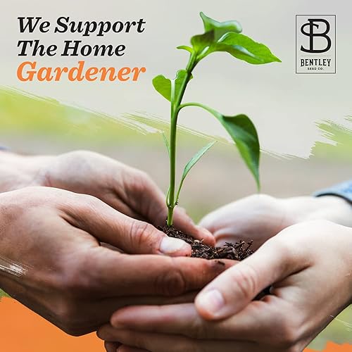 Miniatura 7 de Bentley Seed Garden Paquete variado  Semillas de vegetales tradicionales sin OMG para plantar, colección de hierbas surtidas, 11 paquetes de hierbas