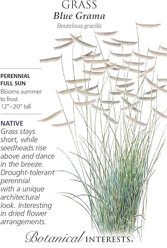 Heirloom - Semillas de hierba de Grama azul, 0.04oz