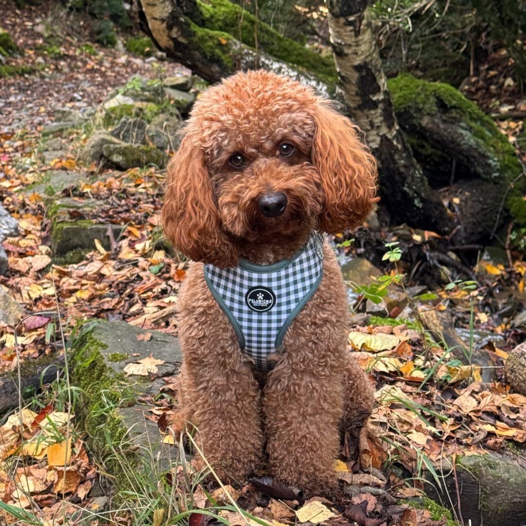 Pack Arnés,Correa y Portabolsas Caqui para Perro Ajustables de Neopreno – Diseño Vichy, Cómodos y Resistentes – 5 Tallas