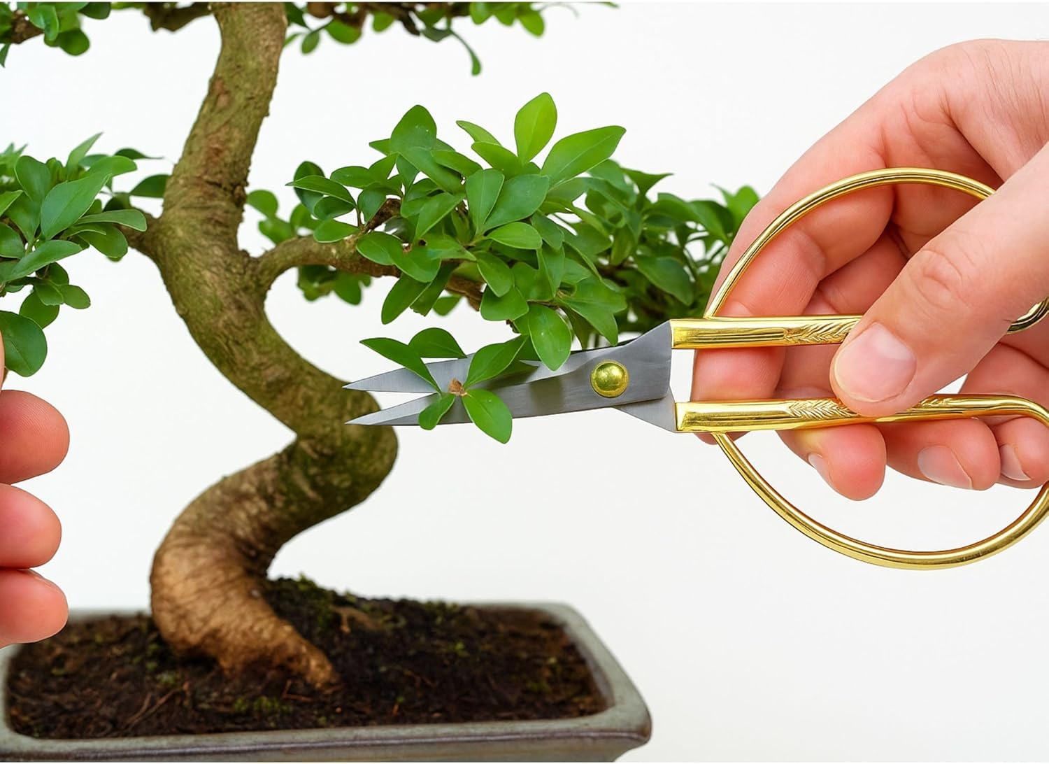 Chinese Privet Starter Set Approx. 30-35 cm - Jordan | Ubuy