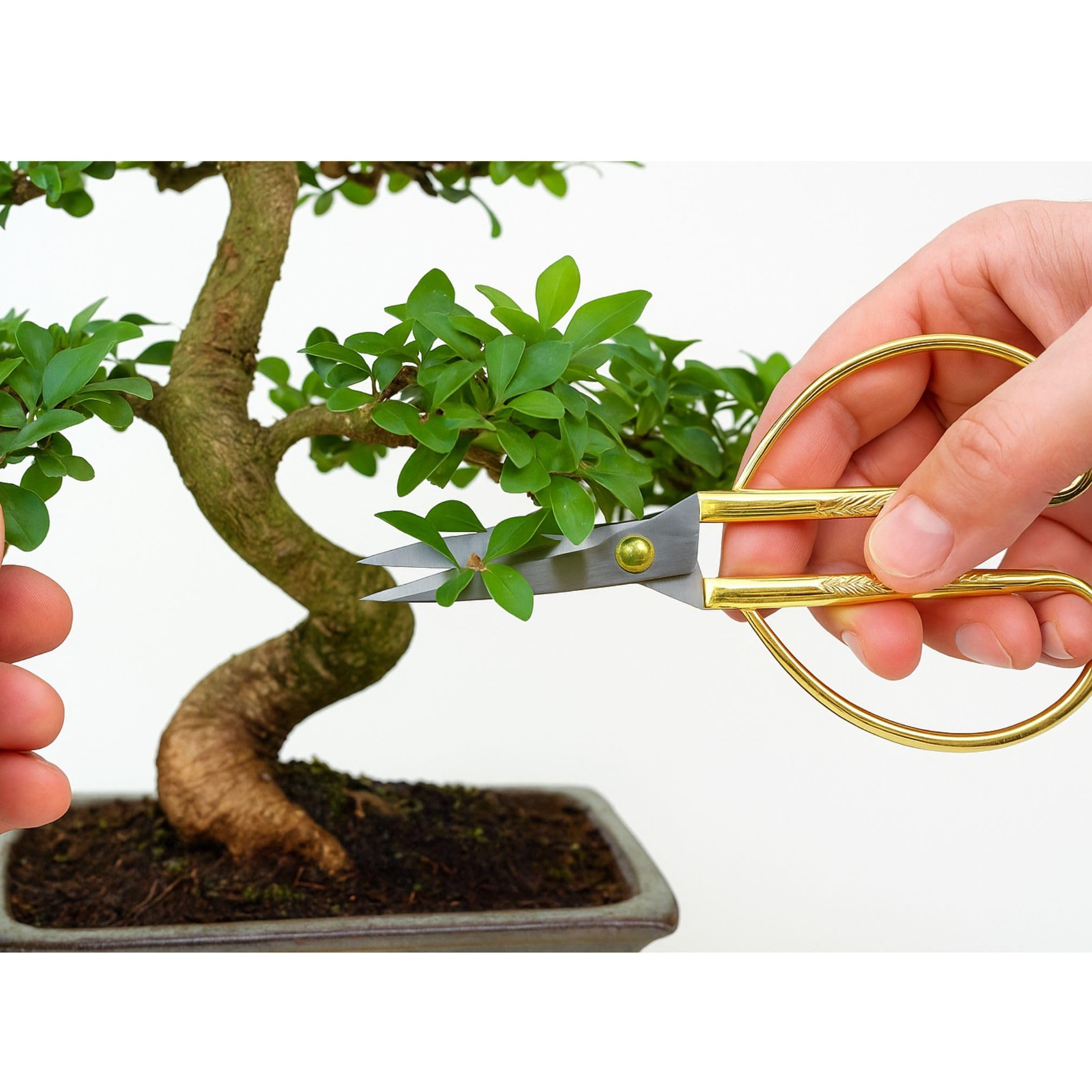 Genki-Bonsai Starterset Chinesischer Liguster