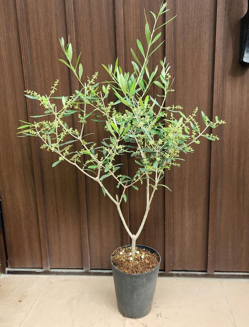 Amazon.co.jp: 花芽 オリーブの木 エルグレコ 鉢植え 苗 シンボル