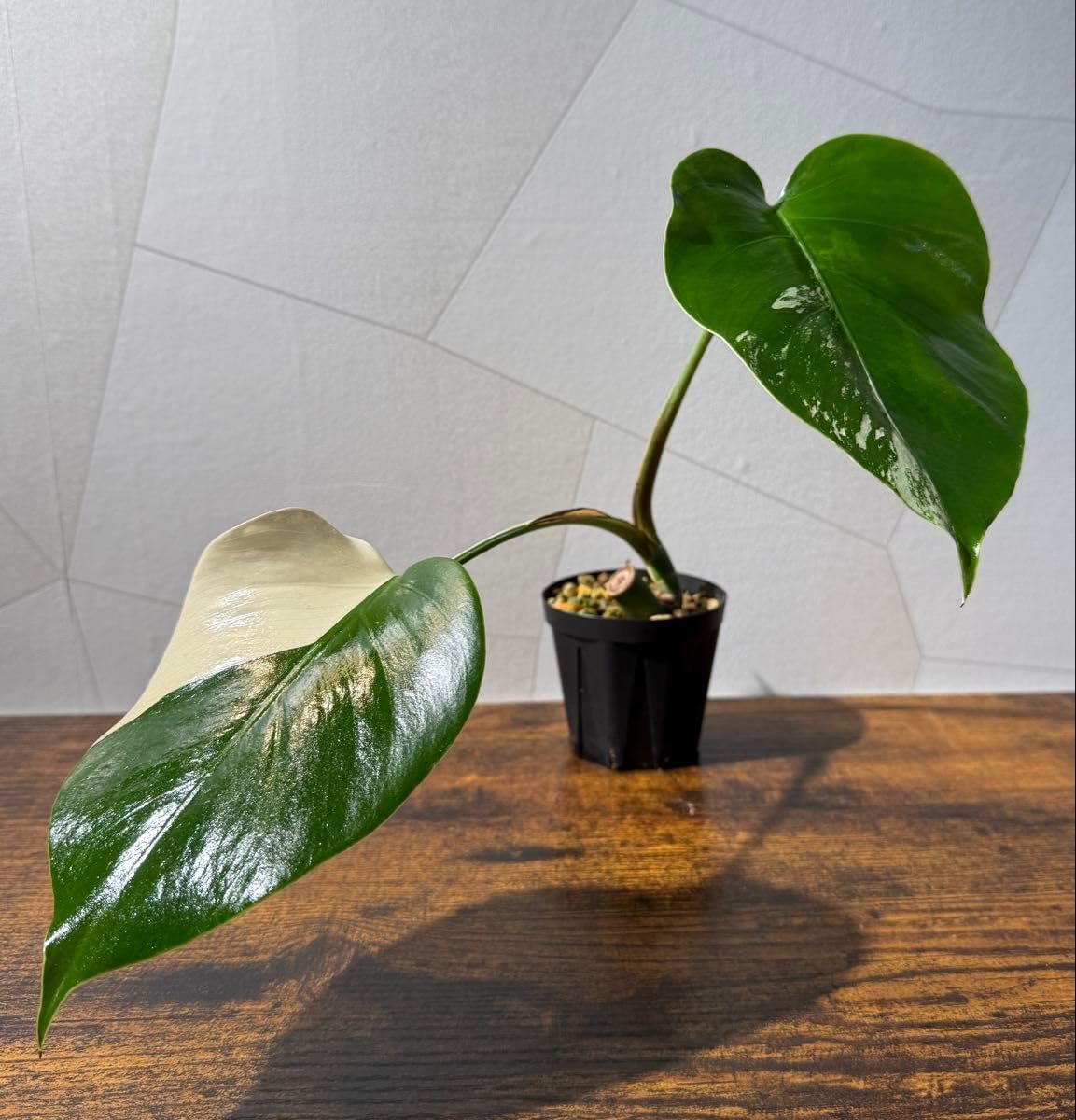 モンステラ ボルシギアナ ホワイトタイガー 鉢植え3株寄植え 葉っぱ16