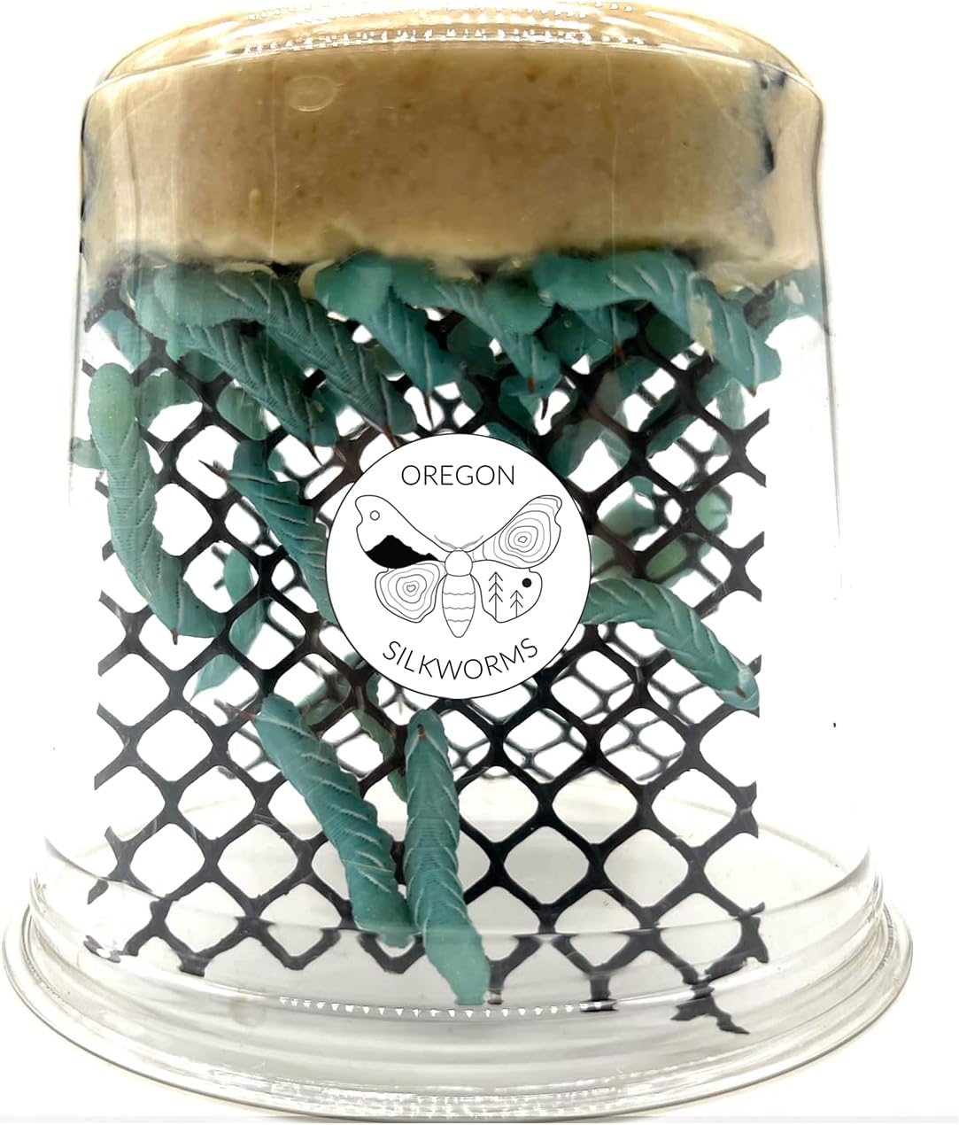 Oregon Silkworms Premium Hornworm Habitat - 26-35+ Count per Cup | Nutrient-Rich Feed for Bearded Dragons, Geckos & Other Reptiles | Ensured Healthy Arrival