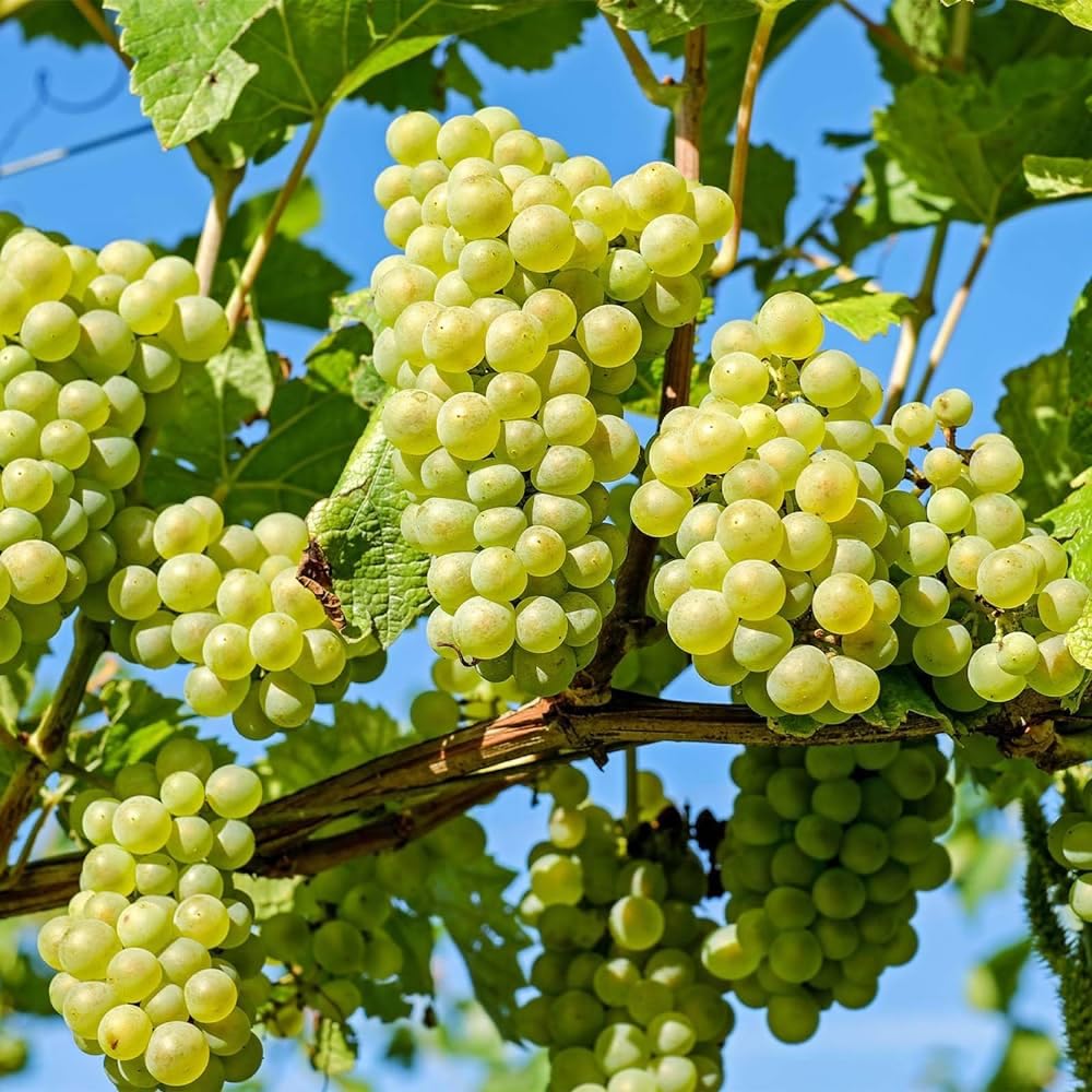 Grape plant live grafted || live grafted plant for grape, pack of 1-image-38