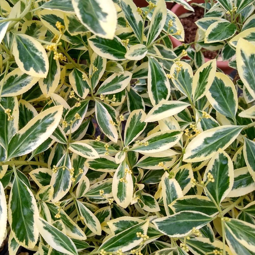 Euonymus japonicus 'Bravo' Versatile Evergreen Shrub with Creamy Margined Foliage Ideal for Hedges Screens Ground Cover Coastal Urban Areas 1X 3 Litre Pot by Thompson and Morgan