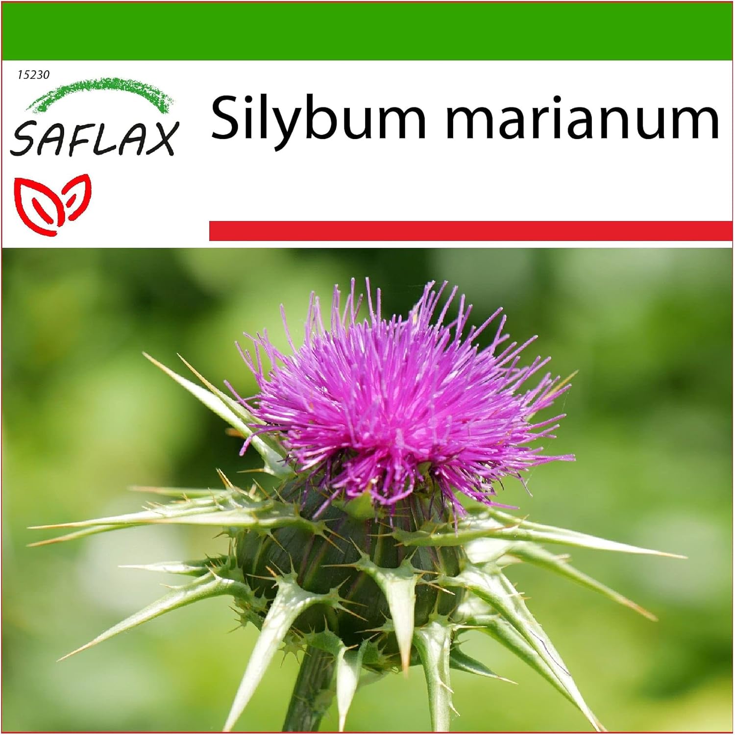 SAFLAX – Medicinale Planten – Mariadistel – 75 Zaden – Met potgrond voor een betere teelt – Silybum marianum
