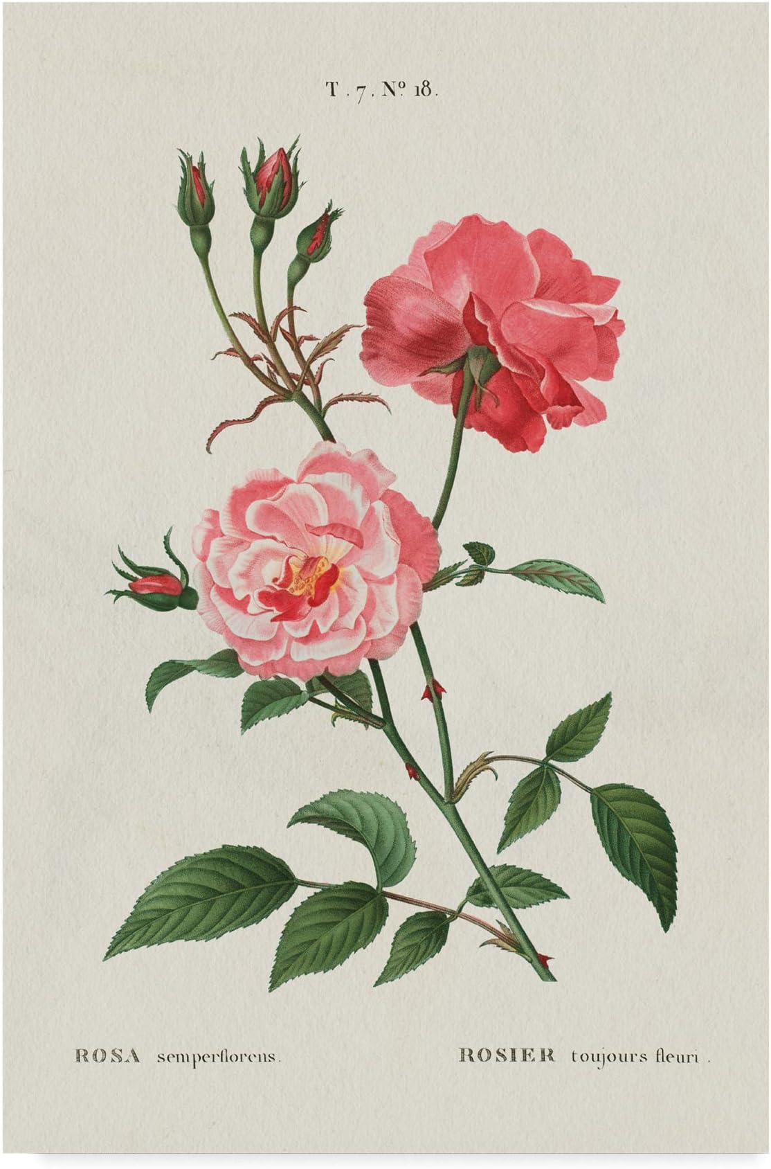 Rosa by Wild Apple Portfolio, 16x24