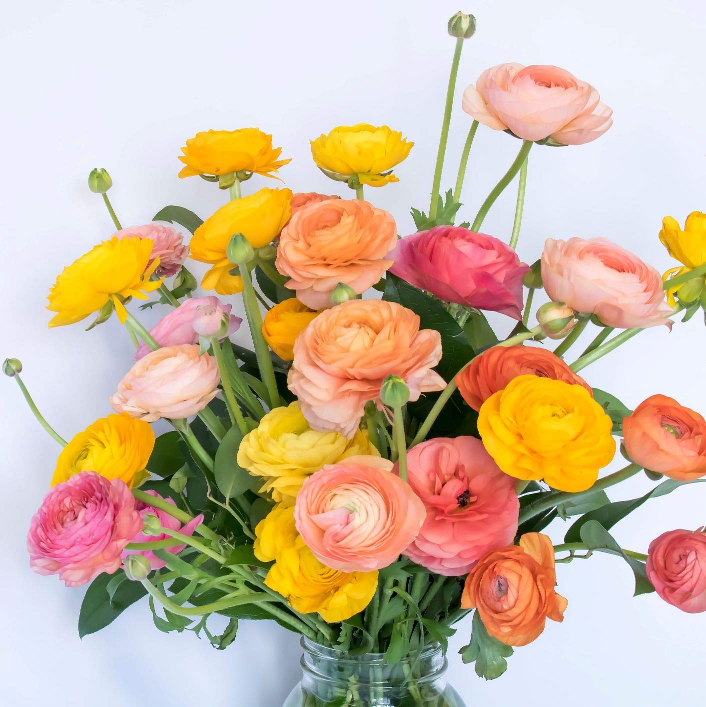 Easy to Grow Ranunculus Tecolote Tropical Sunset Collection - 30 Plant Bulbs, Orange Pink Gold Flowers in Spring, Full Sun Mediterranean