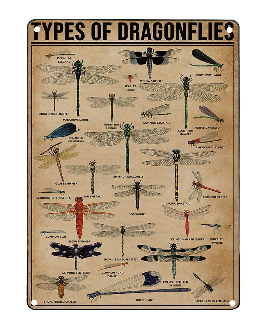 Kwqdozf Typesofdragonflies Types Of Dragonflies Metal Signs Dragonfly Knowledge Popular Science Guide Room Club Farm Wall Decor 12X16 Inches