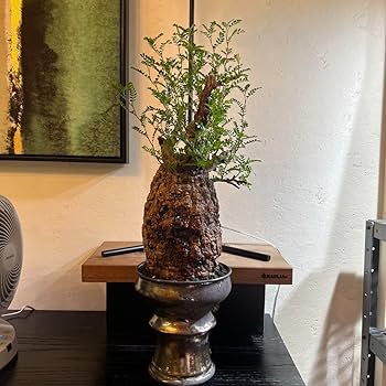 発根済　オペルクリカリア パキプス 手作鉢付き オペルクリカリア パキプス／Operculicarya pachypus 発根済