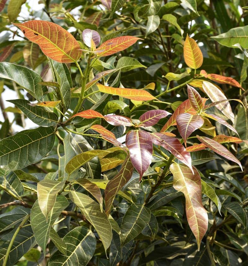Green Paradise Pilkhan Ficus Sapling Live Plant (B093DQGB36) Amazon Price History, Amazon Price Tracker