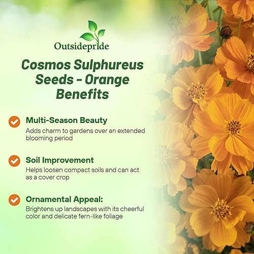 Miniatura 3 de Outsidepride Orange Cosmos Sulphureus Seeds  1000 piezas anuales, tolerantes a la sequía y aptas para polinizadores, semillas de flores para plantar