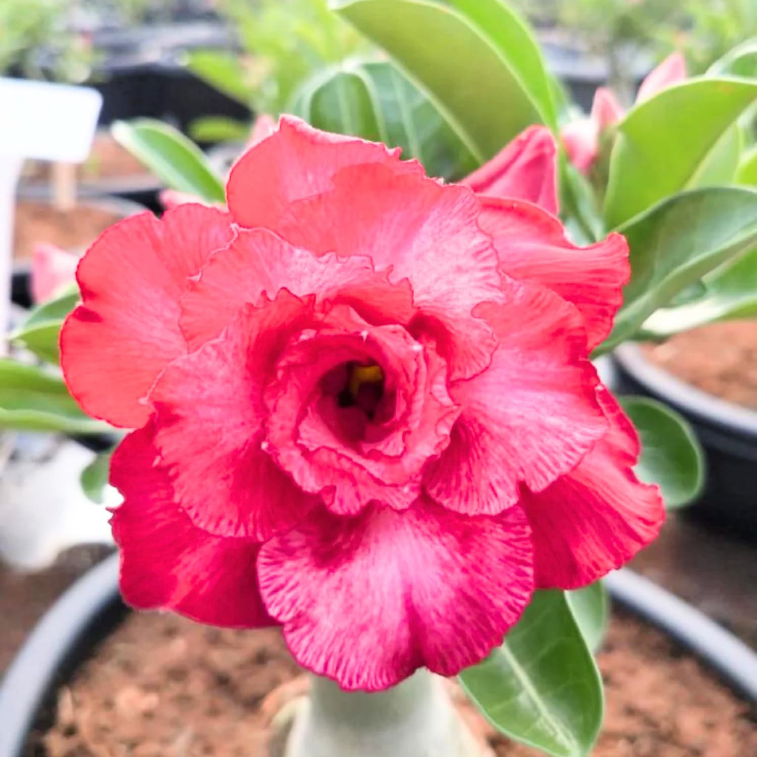 Desert Rose Plant – Live Succulent With Unique Caudex, Fast Growing, Flowers Year-Round