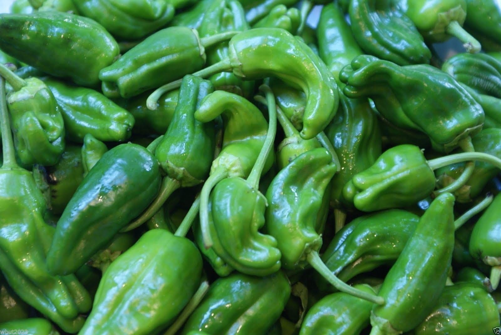 Pimientos DE Padron- 25 Seeds (Padron Pepper)- Hot/Sweet/Mild,Spanish Heirloom !